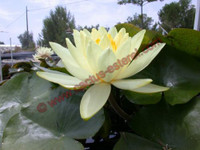 Nymphaea 'Yellow Sensation'