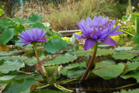 Nymphaea 'Massanou'
