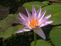 Nymphaea 'Pink Star' voir à Nymphaea 'Stella Gurney'
