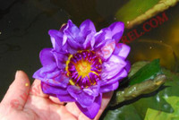 Nymphaea 'Purple Thamamoon'