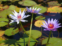 Nymphaea 'Rhonda Kay'
