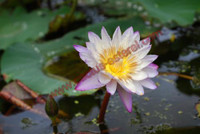 Nymphaea 'Southern Charm'