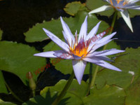 Nymphaea 'William Stone'