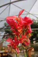 Canna 'Erebus' (rose)
