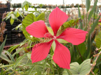 Hibiscus coccineus