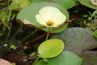 Hydrocleys nymphoides