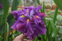 Iris ensata 'Electric Rays'