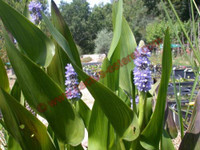 Pontederia lanceolata