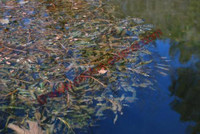Potamogeton crispus