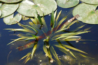 Stratiotes aloides