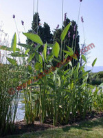 Thalia dealbata