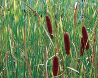Typha angustifolia 'Zebrina'