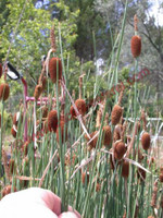 Typha minima