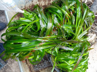 Vallisneria gigantea