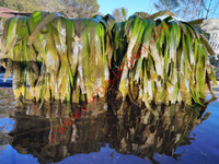 Vallisneria gigantea