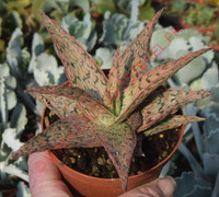 Aloe 'Pink Blush'