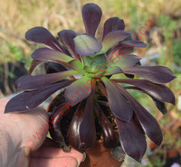 Aeonium 'Voodoo'