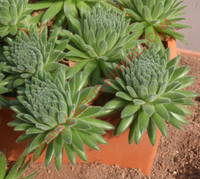 Sempervivum 'Midas'