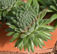 Sempervivum 'Midas'
