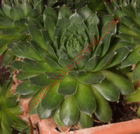 Sempervivum 'Silberkarneol'
