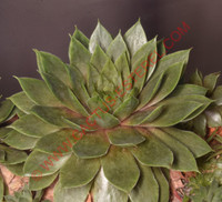 Sempervivum 'Smaragad'