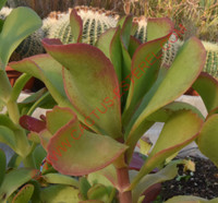 Kalanchoe 'Vivien'