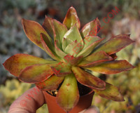 Echeveria 'Salsa Verde'
