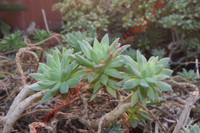 Graptosedum 'Mediterranean Mystery'
