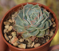 Graptopetalum suaveolens