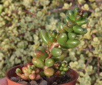 Sedum furfuraceum