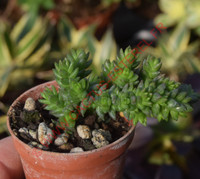 Crassula lycopodioides 'Purpusii'
