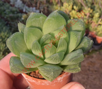 Haworthia ramosa