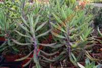 Kalanchoe x richaudii