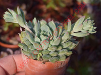 Echeveria 'Chrissy n Ryan'