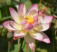 Nelumbo 'Xishangmeishao'