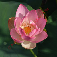 Nelumbo 'Little Pink Hibiscus'