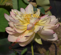 Nelumbo 'Perry's Super Star'