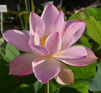Nelumbo 'Suzanne'