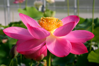 Nelumbo 'The President'