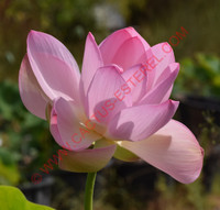 Nelumbo 'Yanyangtian'