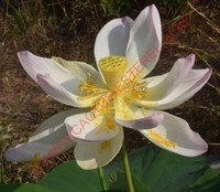 Nelumbo nucifera 'Pulchra'