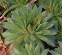 Sempervivum 'Angorite'