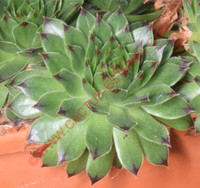 Sempervivum 'Black Top'