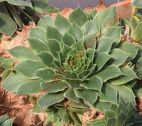 Sempervivum 'Ivory'