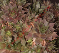 Sempervivum 'Kitty's'