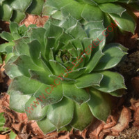 Sempervivum 'Pine Cone'