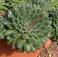 Sempervivum 'Pink Puff'