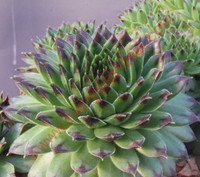 Sempervivum 'Reinhardt'