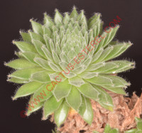 Sempervivum 'Sprite'