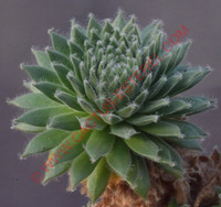 Sempervivum 'Sprite'